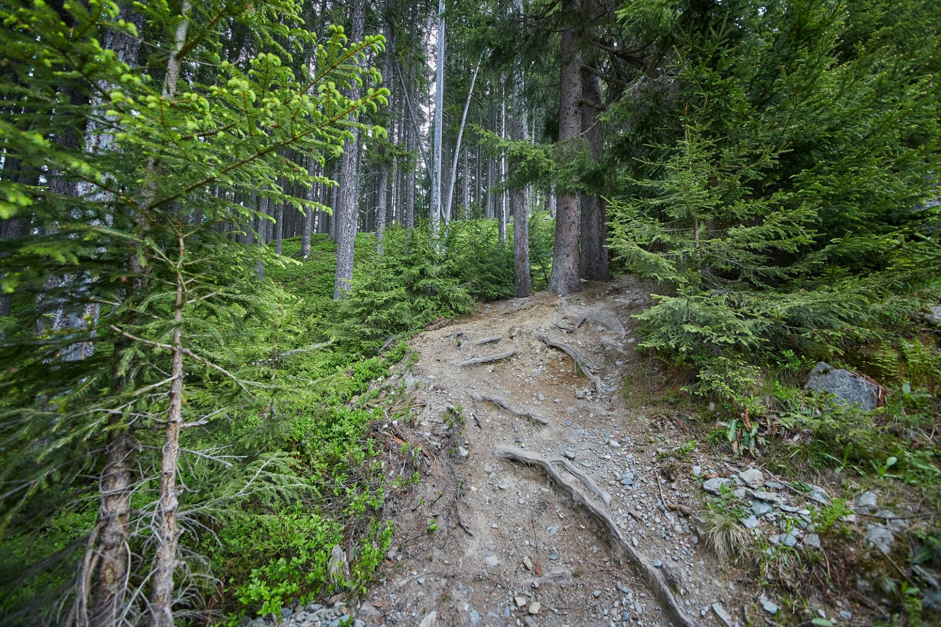 Bergstadl Trail - Bild 5